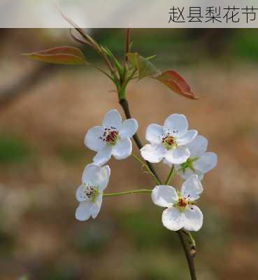 赵县梨花节