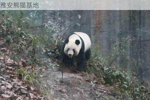 雅安熊猫基地