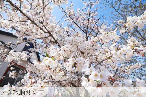 大连旅顺樱花节