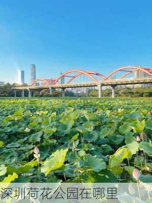 深圳荷花公园在哪里