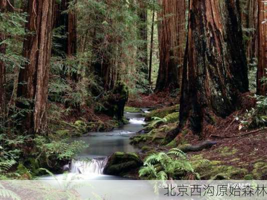 北京西沟原始森林