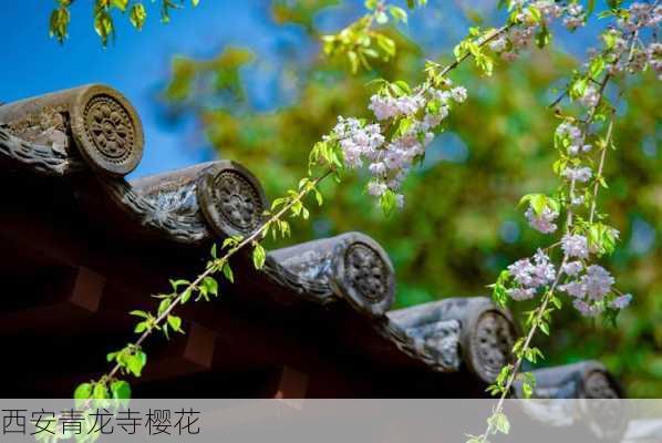 西安青龙寺樱花