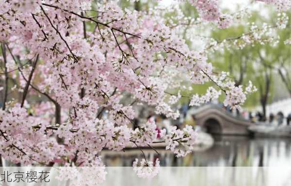 北京樱花